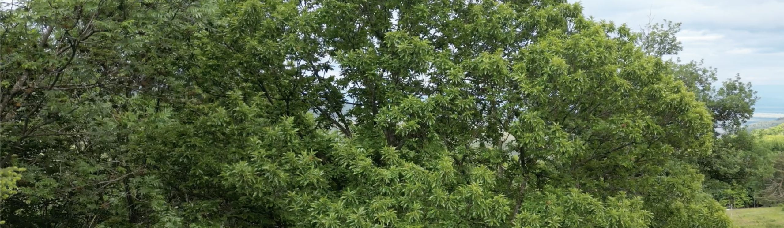 Bannière Nature & Voix